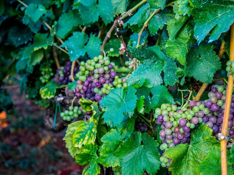 dubrovnik bike and wine