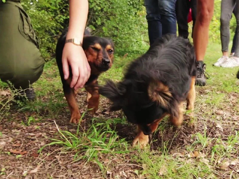 truffels-zoeken-istrie