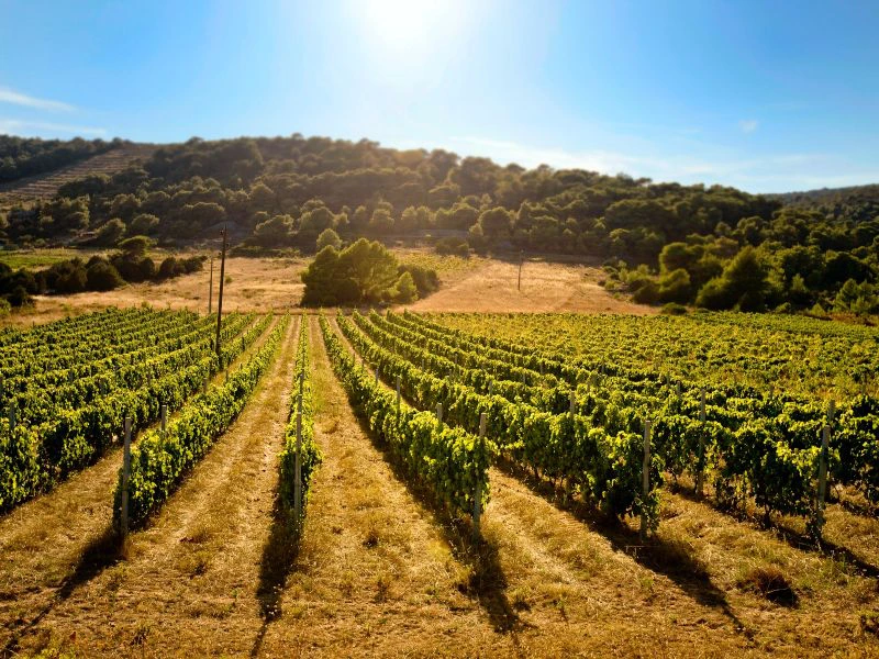 Wijnstreek-Slovenië