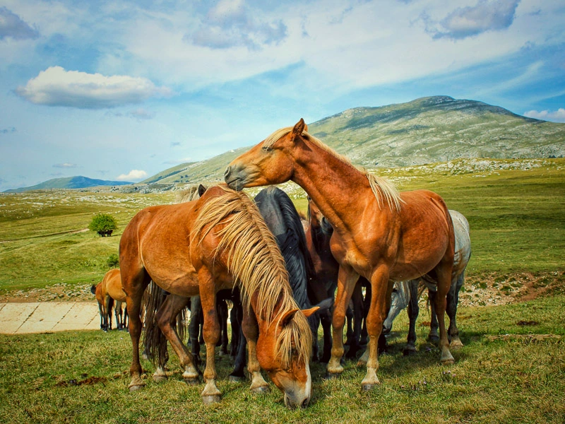 Livno Bosnie