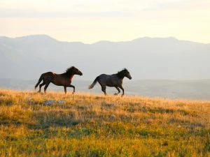 livno bosnie