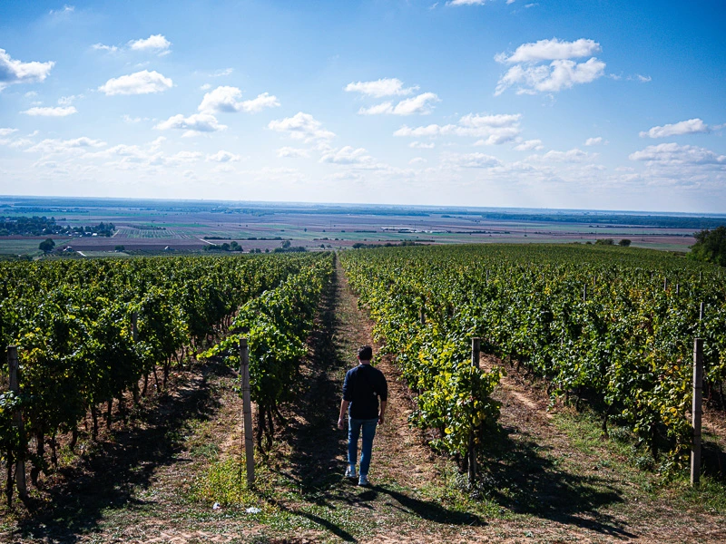 baranja kroatië wijn