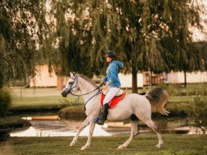 dakovo lipizzaner paarden kroatie
