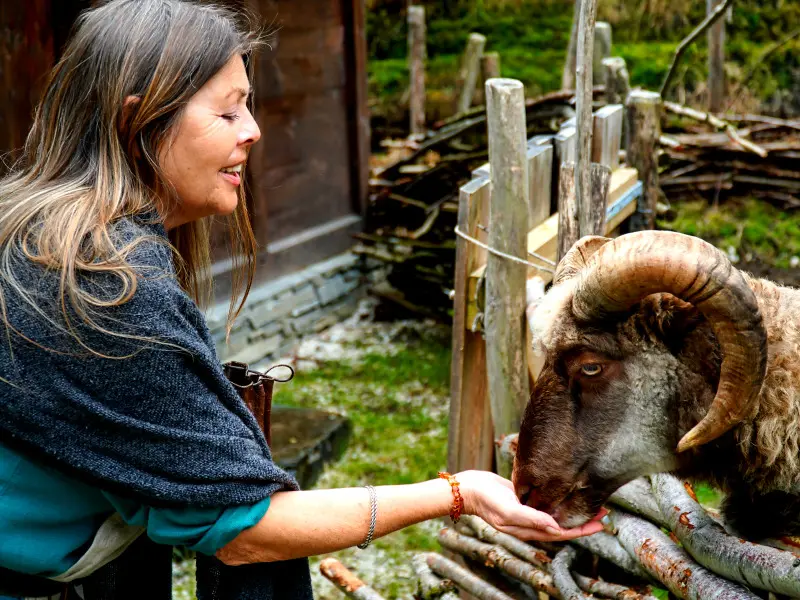 schaap in het Vikingdorp Noorwegen