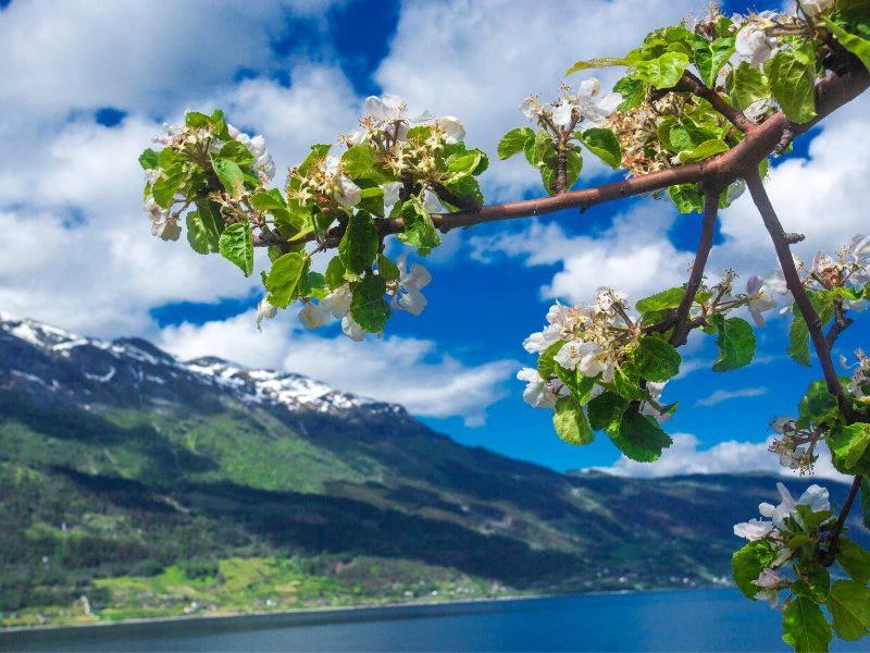 Fjorden Scandinavië