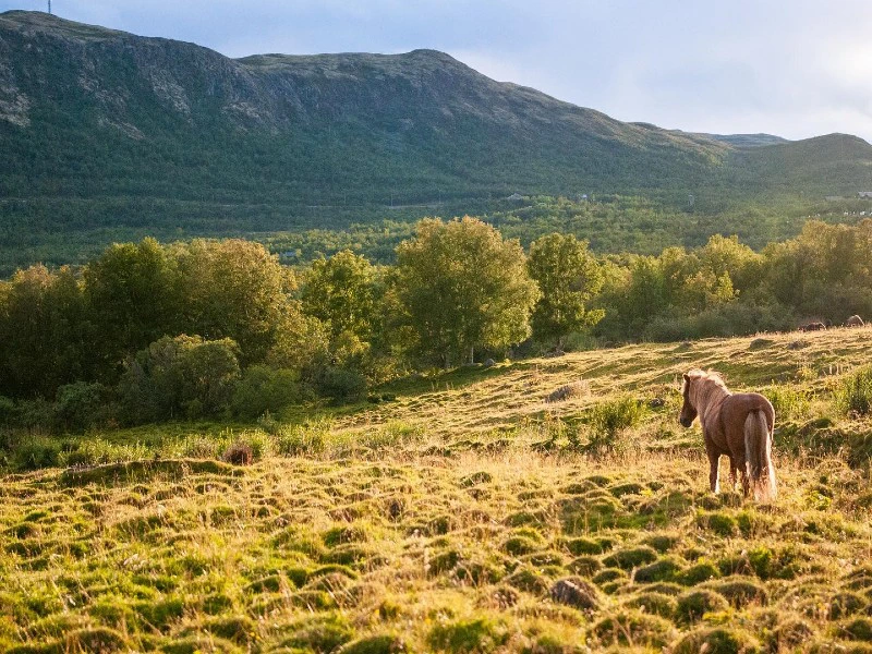 Paard in Dovrefjell Noorwegen