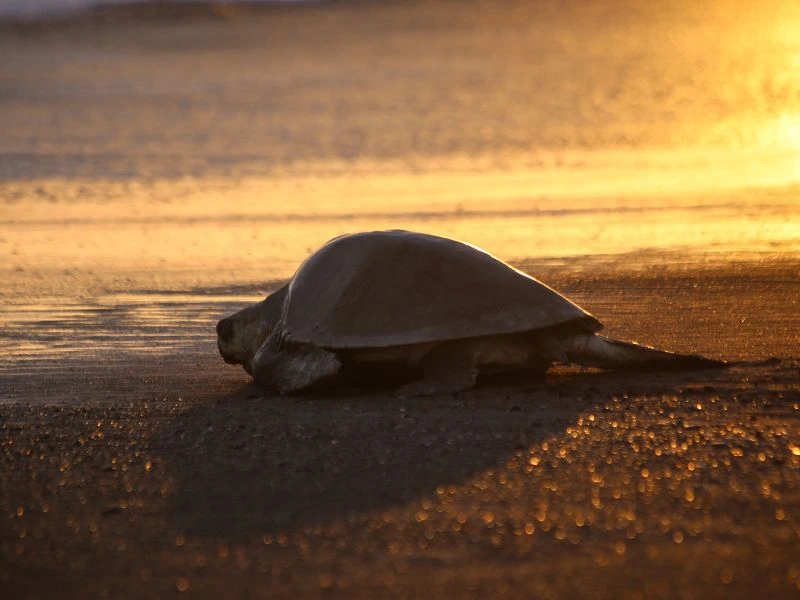 Costa Rica Tortuguero, schildpadden nestelen
