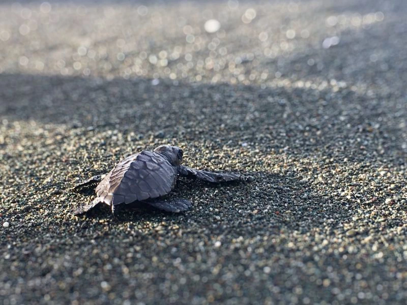 baby schildpad, Costa Rica