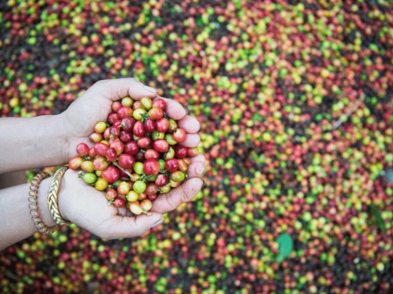 Koffiebonen in Nicaragua