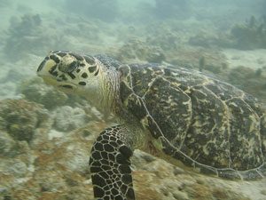 schildpad onderwater costa rica