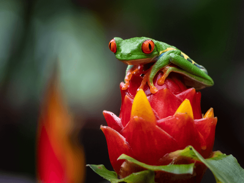 costa rica natuur park