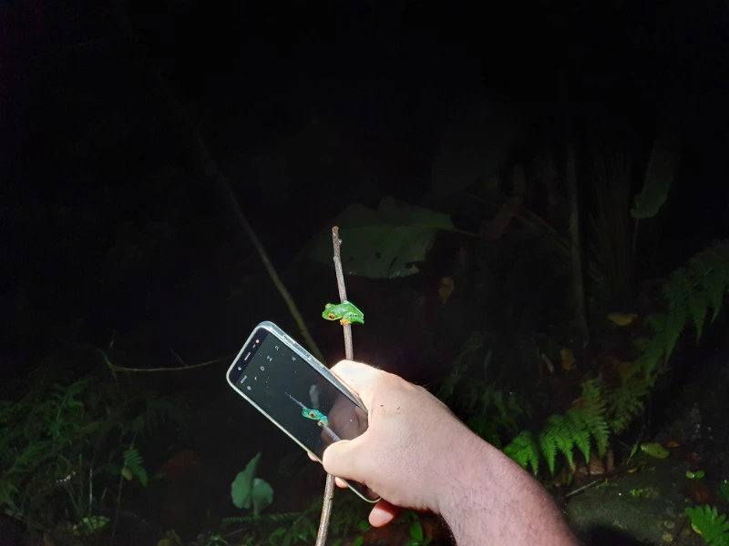 Een man fotografeert een kikker bij nacht.