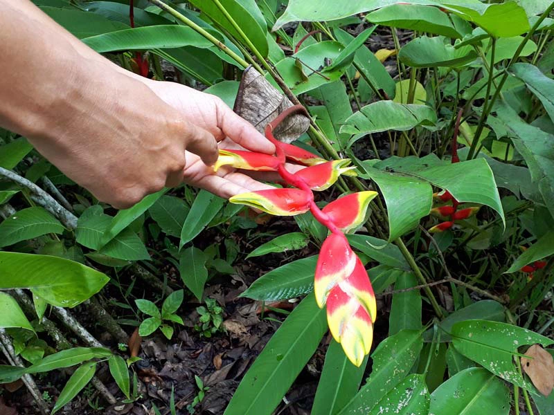 Exotische plant in Costa Rica