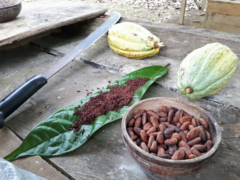 Cacao