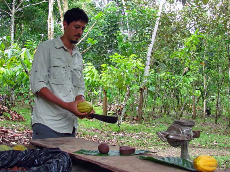 Gids op een cacaotour