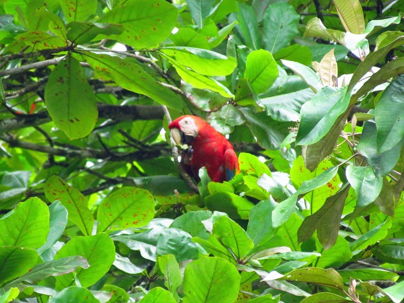 Rode ara in de jungle