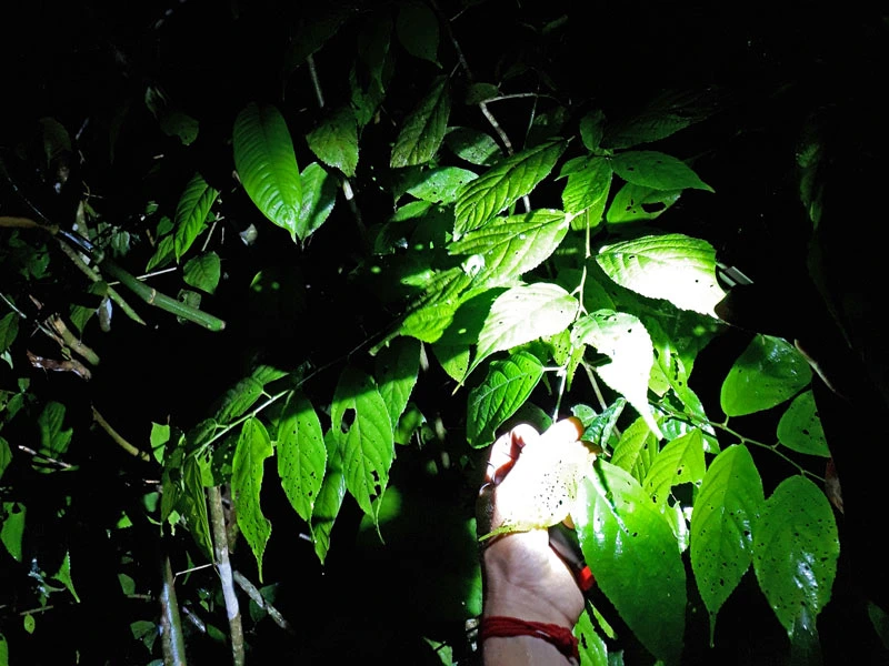 Kikkers tijdens een nachtwandeling