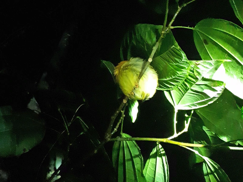 Vogel tijdens een nachtwandeling