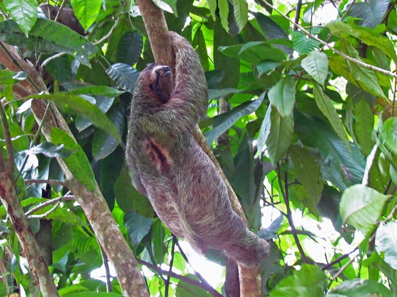 Luiaard in Costa Rica
