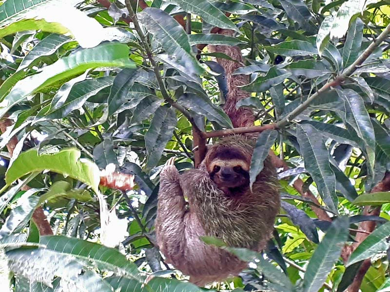 Luiaard in Costa Rica