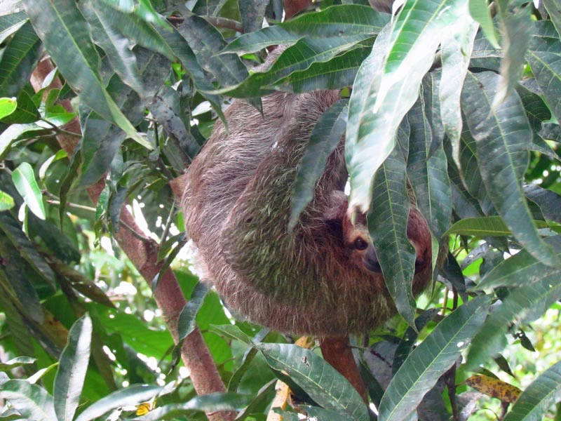 Luiaard in Costa Rica