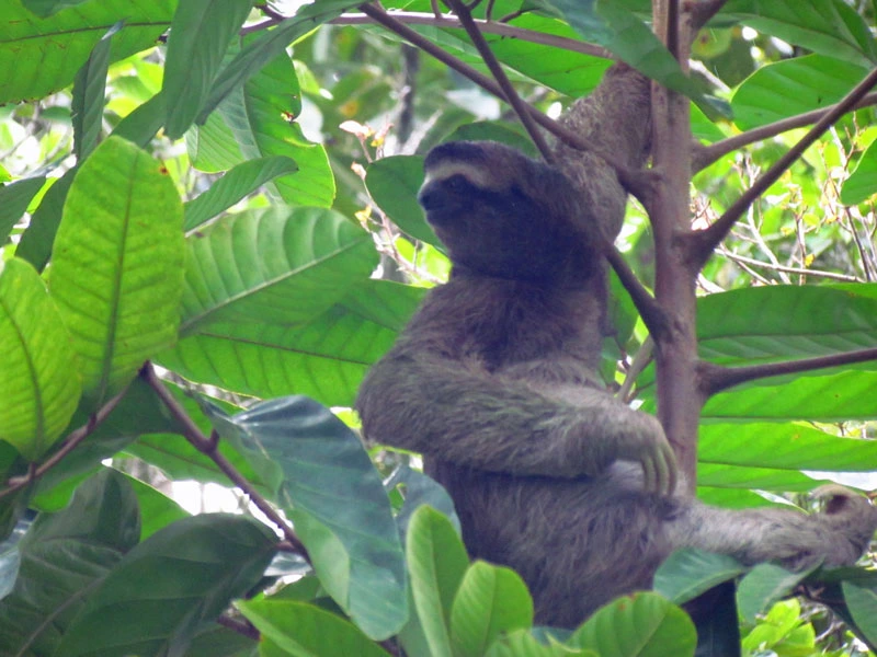 Luiaard in Costa Rica