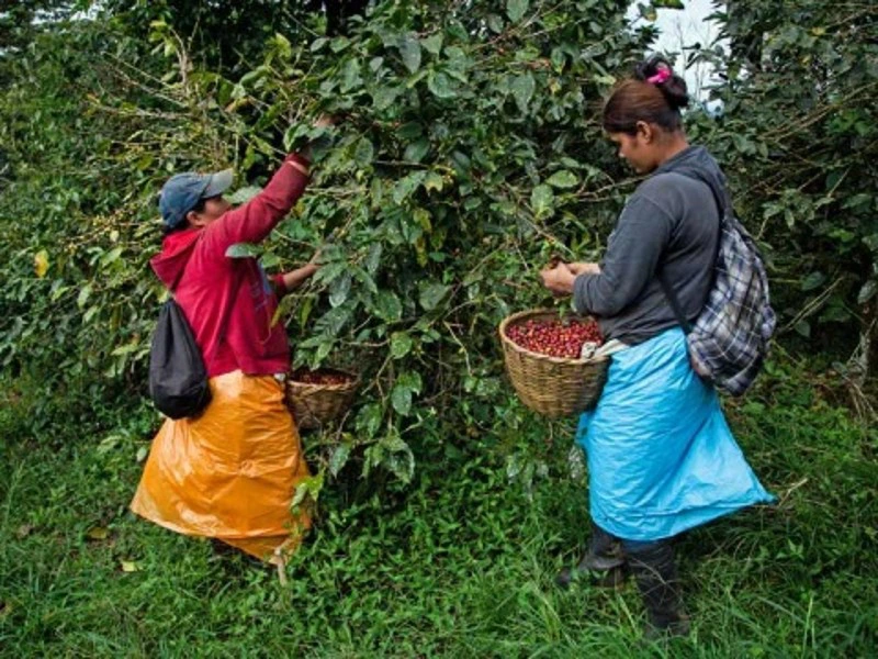 Menschen auf einer Kaffeeplantage in Nicaragua