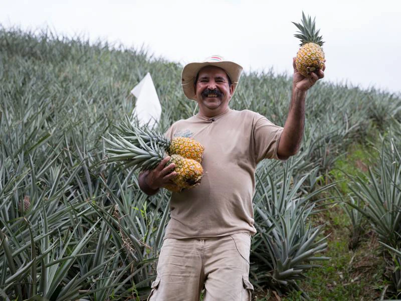 Ananas boederij Costa Rica