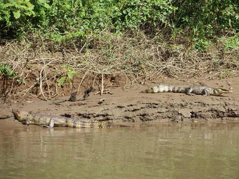Costa Rica Cano Negro Krokodillen spotten