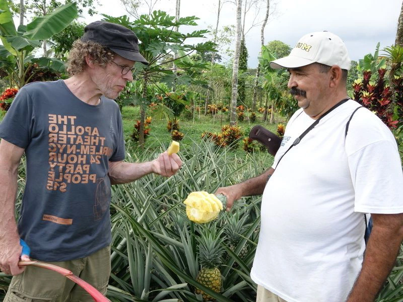 Costa-Rica-Sarapiqui-Pineapple (2)