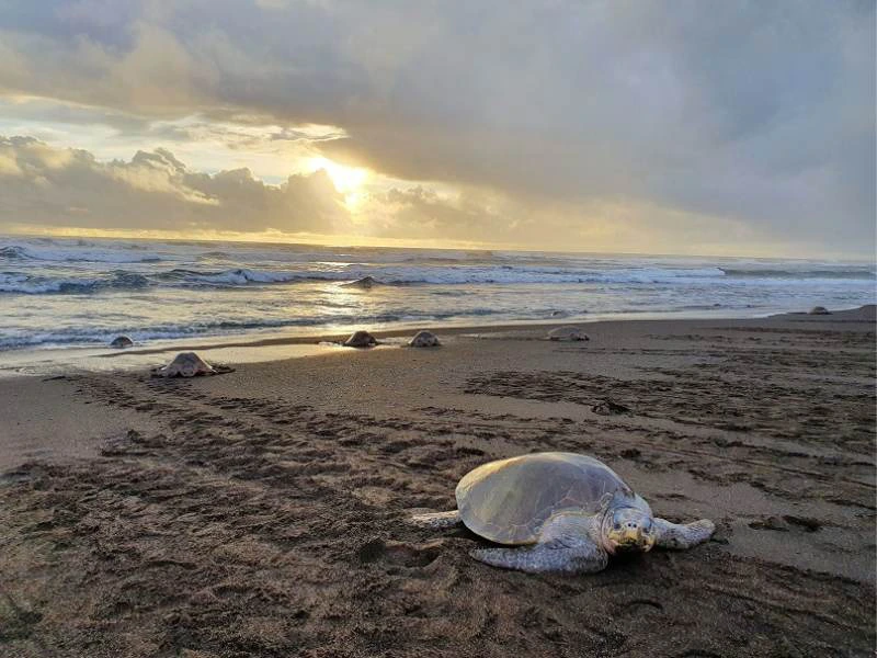 Costa Rica schilpad Samara