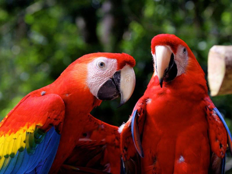 Papegaaien costa rica