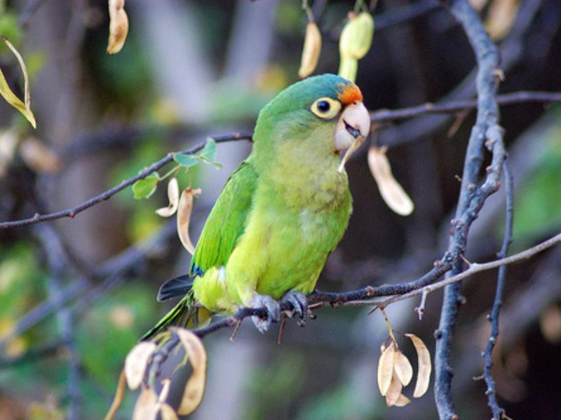 Parkiet Costa Rica Vogels spotten