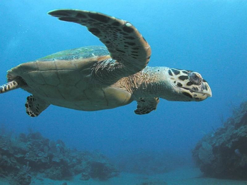 Schilpad Costa Rica - Gandoca-Manzanillo Refuge