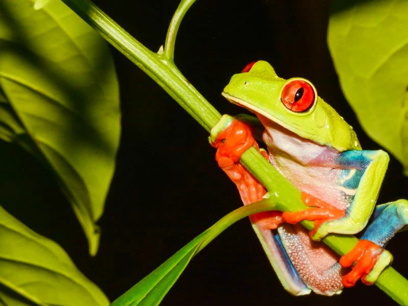 Costa Rica Kikker nacht