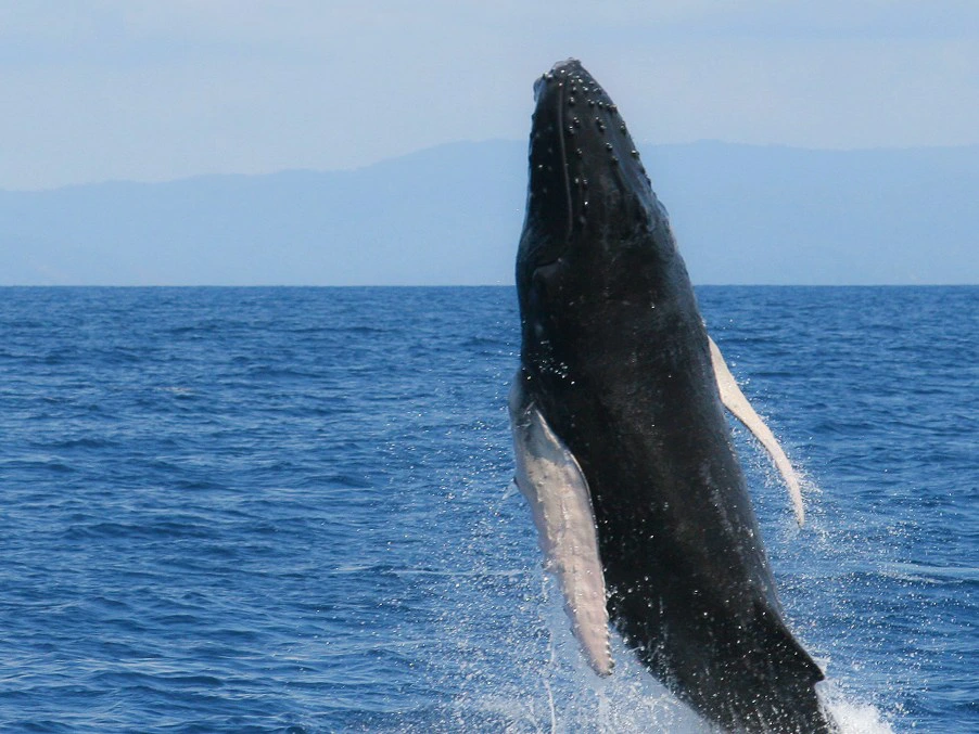 Costa Rica walvis