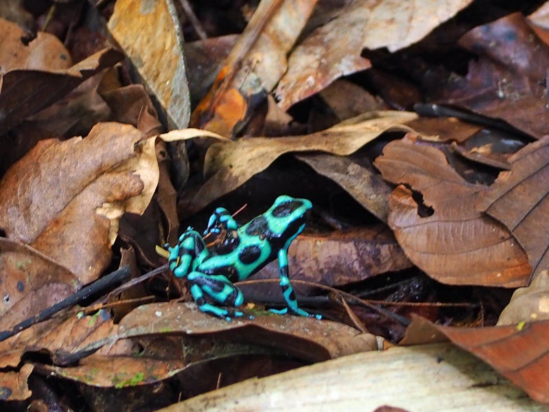 costa rica kikker