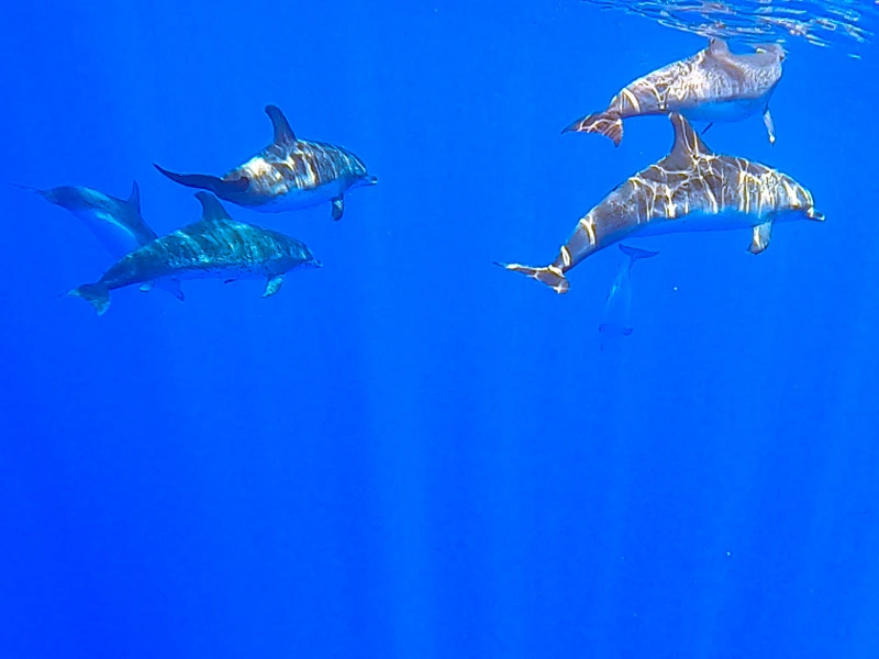 dolifjn in Costa Rica