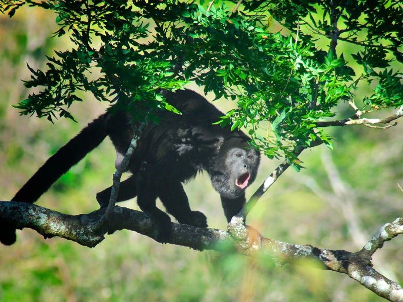 Aap in het regenwoud