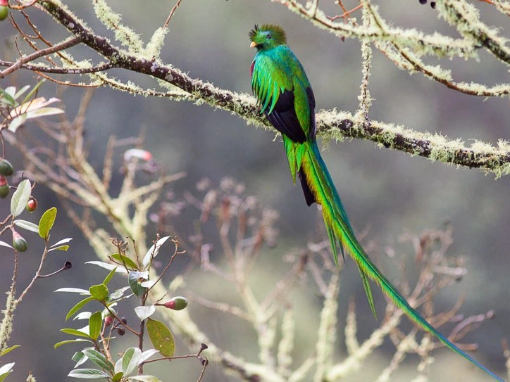 Quetzal Costa Rica