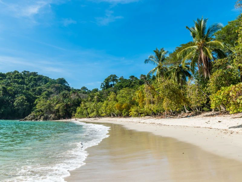 manuel antonio strand costa rica palmbomen