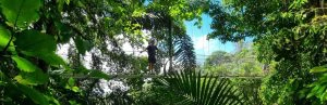 Man staat in de jungle op een hangbrug in Santa Elena