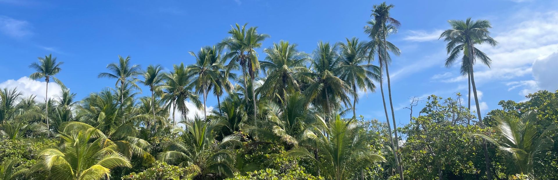 Palmbomen bij een strand in Costa Rica