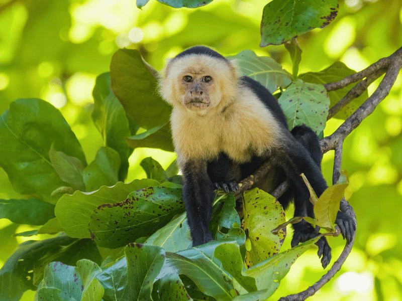Aap in het Manuel Antonio Nationaal Park, Costa Rica