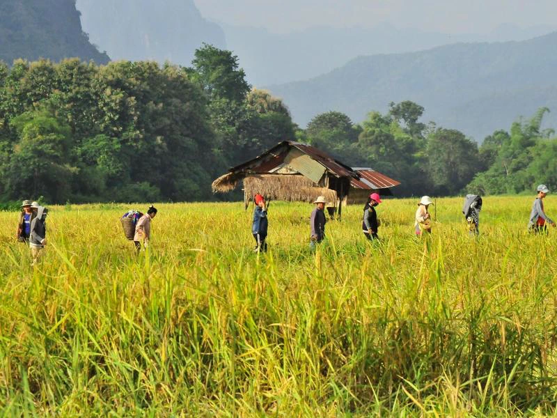 laos rijstvelden natuur trekking