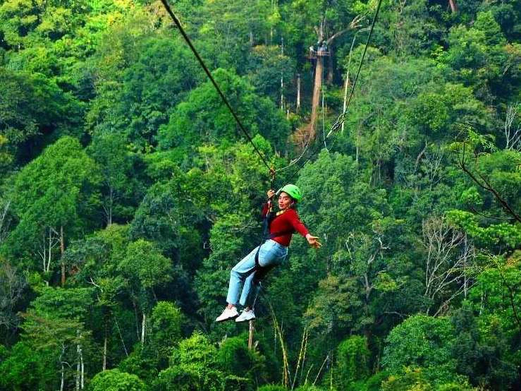 chiang mai tokkelen thailand jungle