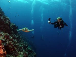 duiken in Koh tao