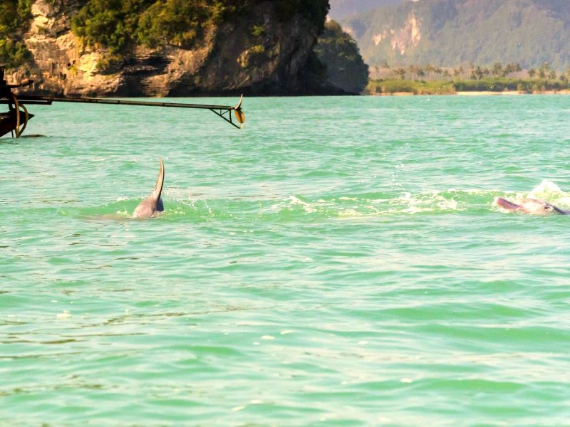 roze dolfijnen die zwemmen in een groenblauwe zee in de buurt van Khanom met een lokale longtailboot op de achtergrond
