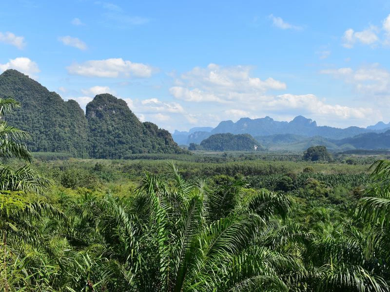 Uitzicht over een groene jungle met palmbomen op de voorgrond, begroeide kalkstenen rotsformaties op de achtergrond en een blauwe lucht met verspreide wolken.