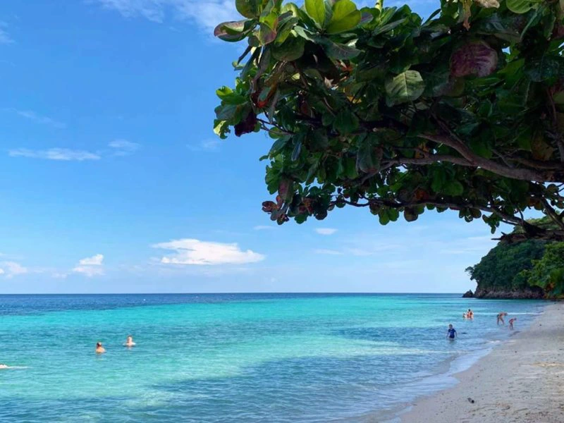 Mensen zwemmen in helderblauw zeewater bij een tropisch strand met overhangende bomen.